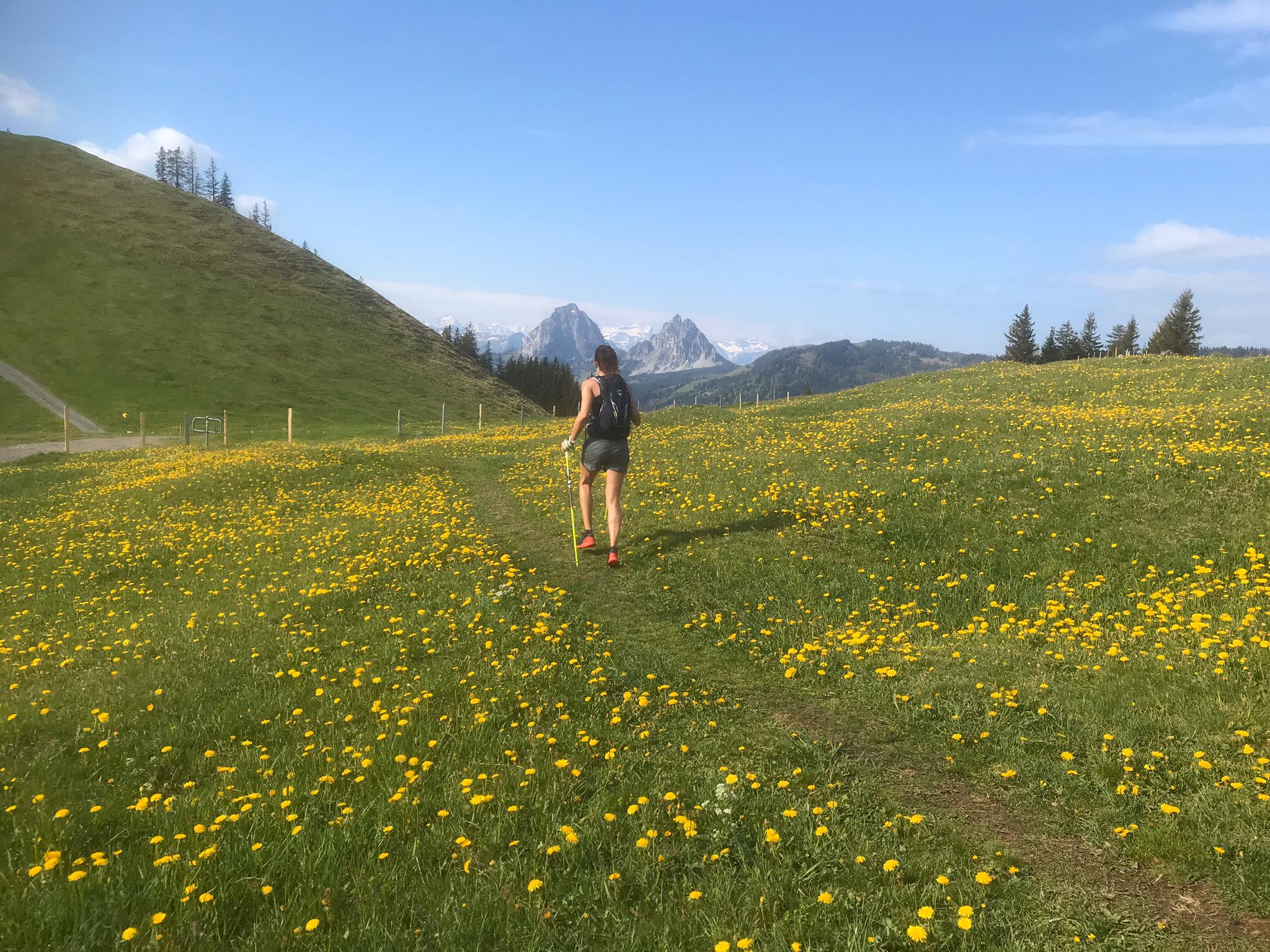 Wurzeltrails vom Feinsten durch traumhafte Wälder und flowige Trails durch Blumenwiesen. Ständiger Genuss der Aussicht auf den Mythen. Tolle Aussichtspunkte sind Amslerspitz und Furgge, welche zu einer Rast einladen. Knackiger Downhill ab Ibergeregg, teils sumpfig und über Stege.