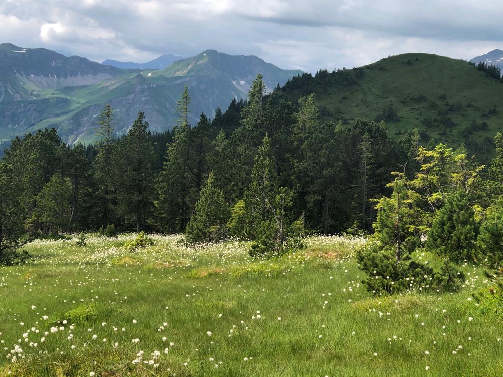 Trailrunning über die imposante Hängebrücke des Chessilochs in Richtung Hagleren. Wundervolle weiche Wiesen-Trails durch die einzigartige Moorlandschaft des Entlebuchs. Tolle Aussicht auf dem Nünalpstock!